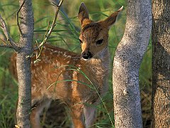 Sitka Black Tail Deer Fawn